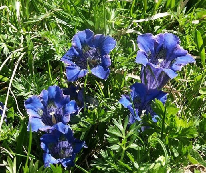 Blue Gentiana Flower Seeds for Planting – Heirloom Non-GMO Compact Growth Organic Garden Seeds