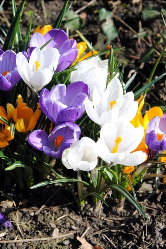 Mixed Colors Crocus Flower Seeds for Planting – Heirloom Non-GMO, High Germination Organic Garden Seeds