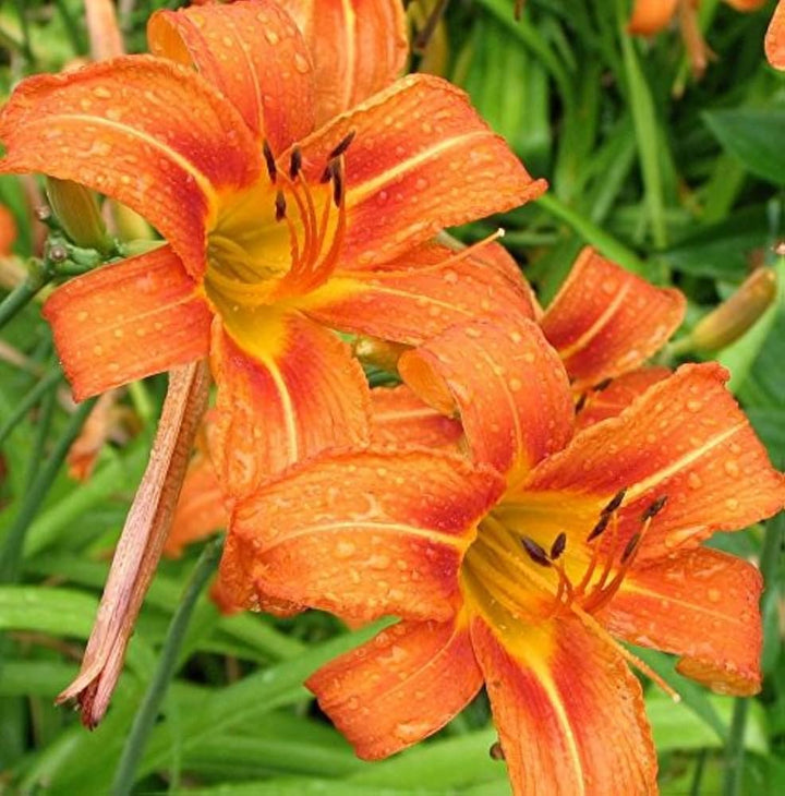 Orange Hemerocallis Flower Seeds for Planting – Heirloom, Non-GMO, High Germination Organic Garden Seeds