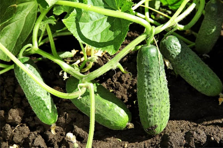 Cucumber Vegetable Seeds for Planting – Heirloom & Non-GMO Garden Seeds for Crisp Salad Harvests