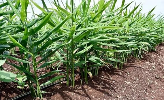 Organic Ginger Root Rhizomes seeds for Planting – High Yield, Non-GMO Medicinal Herb for Culinary & Wellness Gardens