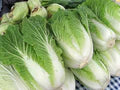 Chinese Cabbage Napa Seeds – Heirloom, High Yield, Fast Growing Vegetable Seeds