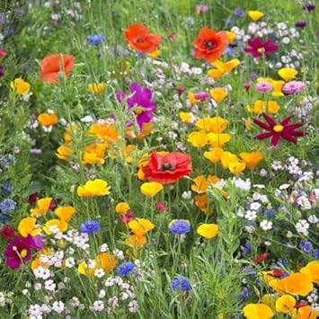 Meadow Flower Seeds for Planting – Vibrant Wildflower Mix for Gardens & Landscaping