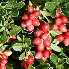 Fruit Seeds,Garden seeds, Seeds For Planting,Plant Seeds