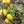 Fruit Seeds,Garden seeds, Seeds For Planting,Plant Seeds