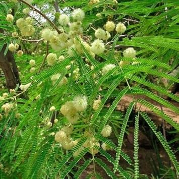 Flower Seeds, Seeds,Seeds For Planting,Plant Seeds