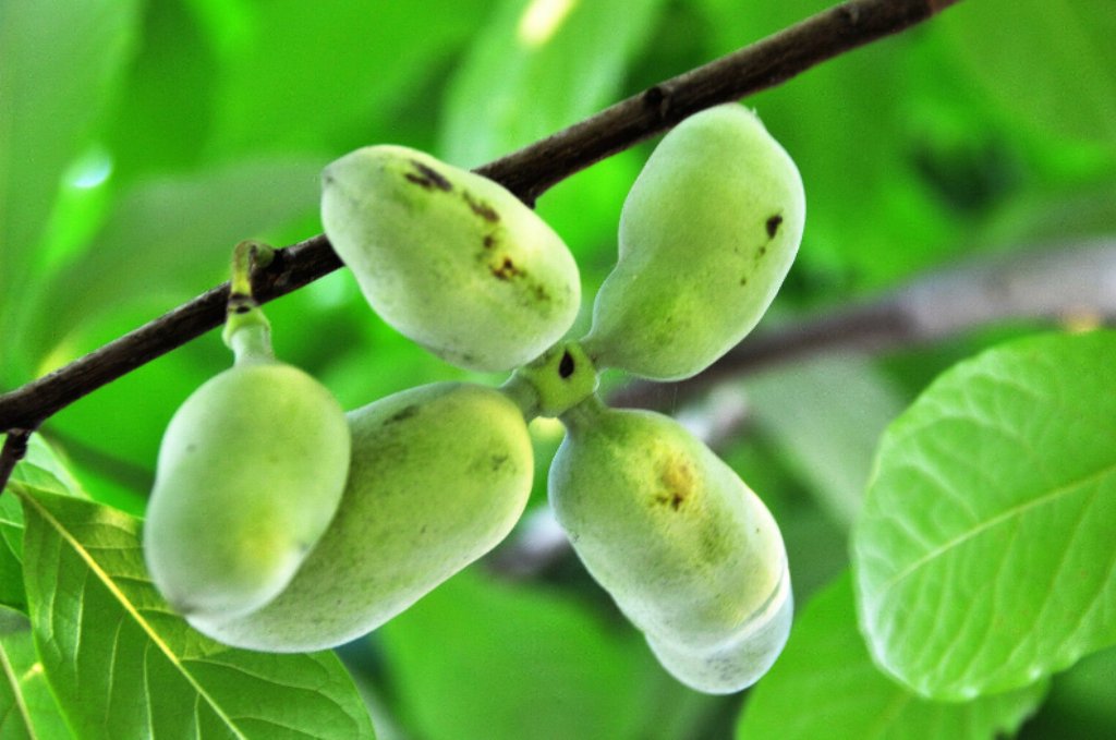 Green Banana Paw fruit seeds for planting - Heirloom & Non-GMO garden seeds for tropical exotic harvests