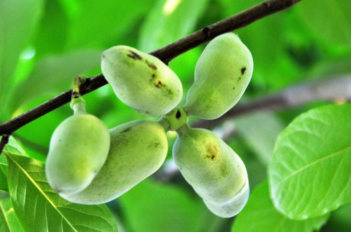 Green Banana Paw fruit seeds for planting - Heirloom & Non-GMO garden seeds for tropical exotic harvests