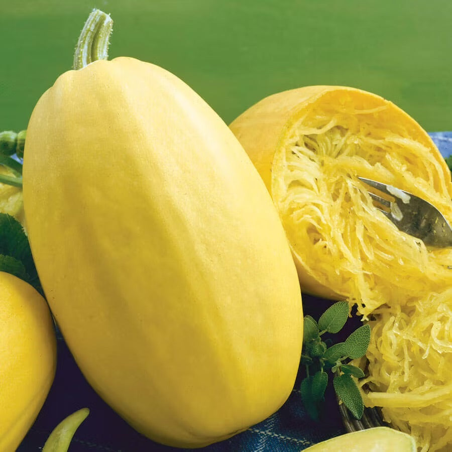 Spaghetti Squash Seeds – Heirloom Non-GMO Stringy Flesh Winter Vegetable Seeds for Planting