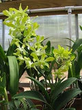 Green Dendrobium Flower Seeds for Planting – Heirloom, Non-GMO Drought-Tolerant Organic Garden Seeds