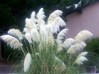 Pampas Plume White Feather Ornamental Grass Seeds for Planting – Heirloom, Non-GMO, High Germination Organic Garden Seeds
