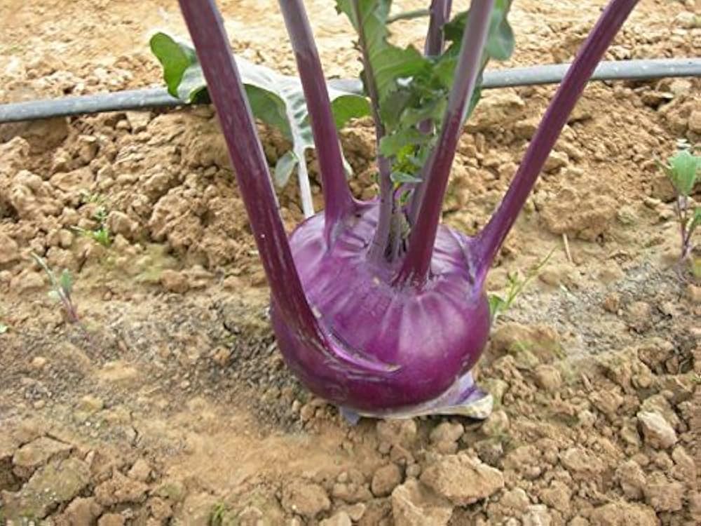 Purple Kohlrabi Vegetable Seeds for Planting – Heirloom & Non-GMO Seeds for Crisp, Sweet Bulbs