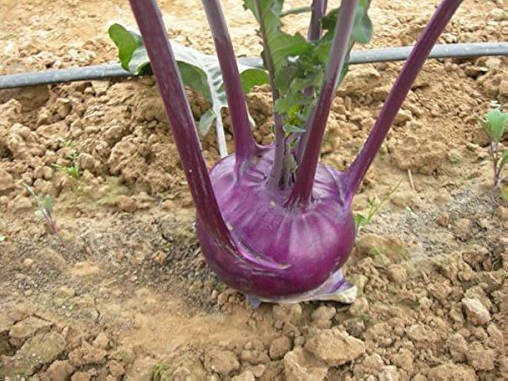 Purple Kohlrabi Vegetable Seeds for Planting – Heirloom & Non-GMO Seeds for Crisp, Sweet Bulbs