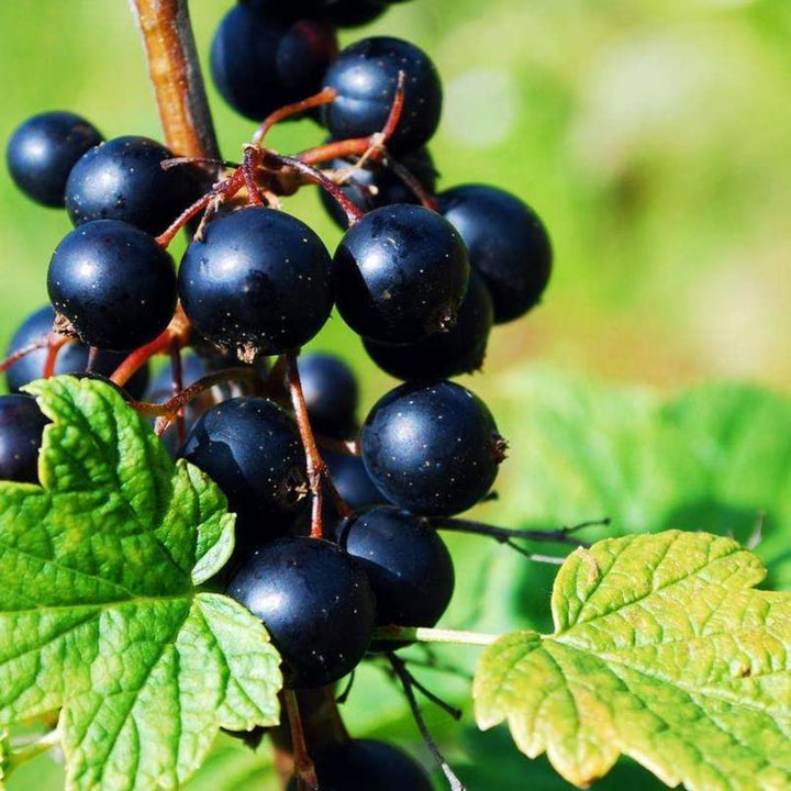 Blackcurrant seeds for planting - Heirloom & Non-GMO fruit berry bush garden seeds