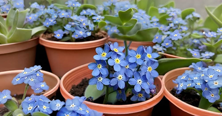 Blue Alpine Forget Me Not Flower Seeds or Heavenly Hybrid - MYOSOTIS ALPESTRIS, Heirloom Non-GMO Seeds for Planting