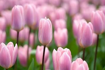 Baby Pink Tulip Flower Seeds for Planting Heirloom Non-GMO High Germination Organic Garden Seeds