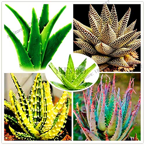 Fresh Edible Aloe Vera herb seeds for planting - Heirloom & Non-GMO garden seeds, sky blue variety for home gardens