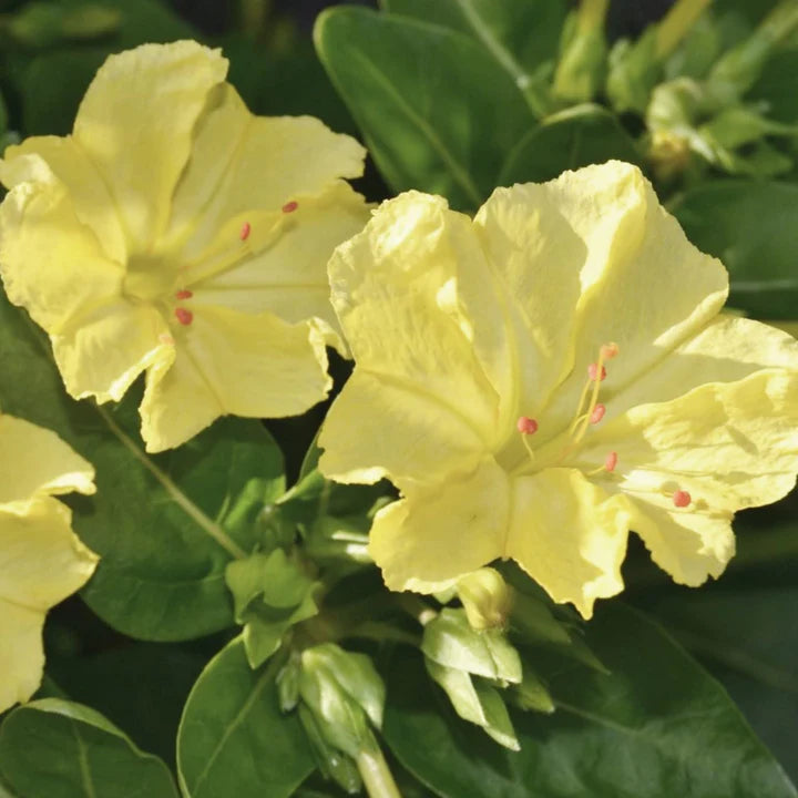 Yellow Marquezii Plant Seeds for Planting | Heirloom, Non-GMO, High Germination Organic Garden Seeds for Bright Blooms