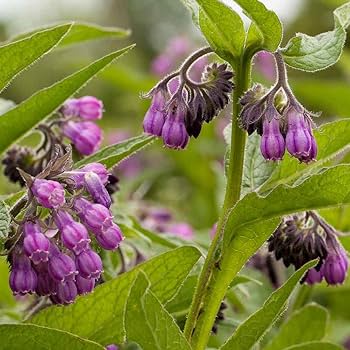 Symphytum Flower Seeds for Planting – Heirloom, Non-GMO, High Germination Garden Seeds