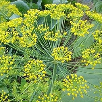 Herb Seeds,Garden seeds, Seeds For Planting,Plant Seeds