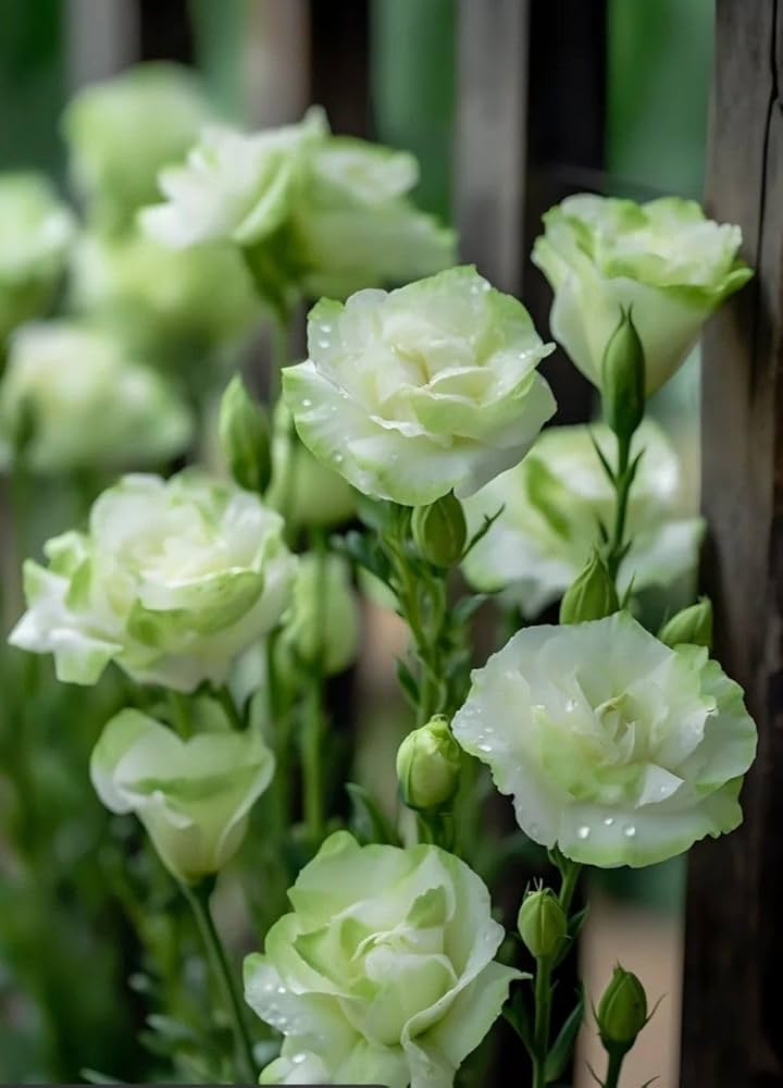 Green White Eustoma (Lisianthus) Flower Seeds for Planting – Heirloom, Non-GMO, High Germination