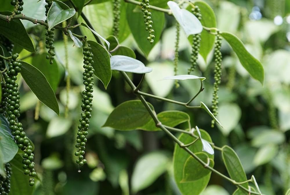 Pepper Tree Seeds for Planting – Heirloom & Non-GMO Seeds for Aromatic Spice Gardens