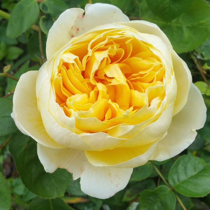 Yellow Double Petal English Rose Seeds for Planting – Heirloom, Non-GMO Organic Garden Seeds