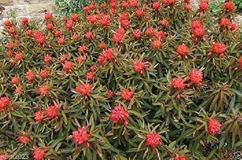 Flower Seeds, Seeds,Seeds For Planting,Plant Seeds