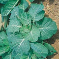 Georgia Collard Greens Seeds – Heirloom, High Yield, Fast-Growing