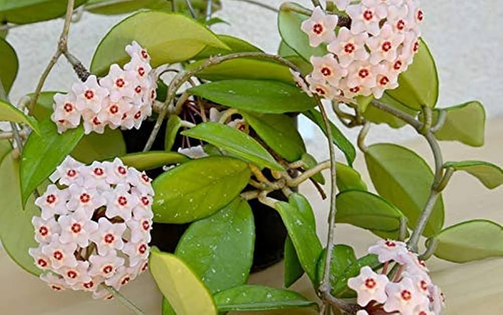 Cream Hoya Flower Seeds – Heirloom, Non-GMO, High Germination Organic Garden Seeds for Planting
