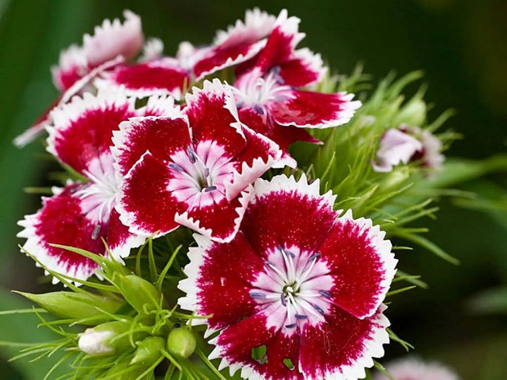 Rose Mix Dianthus Flower Seeds for Planting – Drought Tolerant, Heirloom & Non-GMO Seeds for Home Garden
