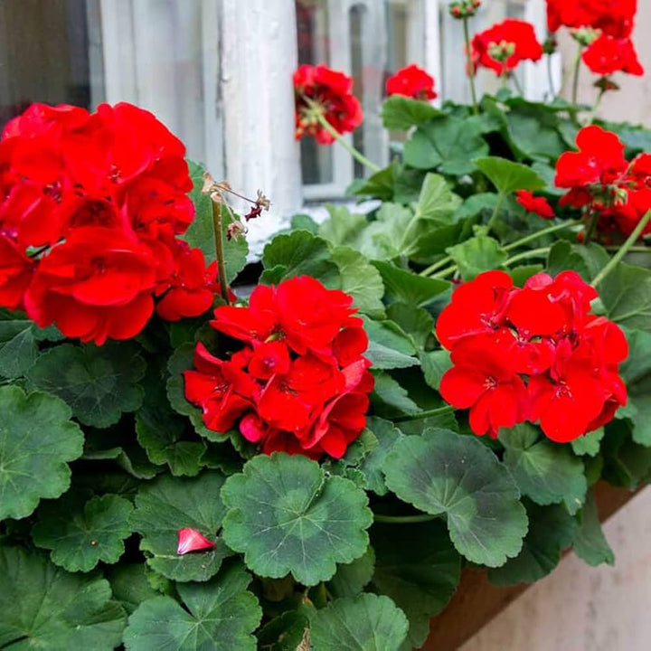 Red Geraniums Flower Seeds for Planting – Heirloom, Non-GMO, High Germination Organic Garden Seeds