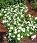 White Periwinkle Flower Seeds for Planting - Heirloom, Non-GMO, High Germination Organic Garden Seeds