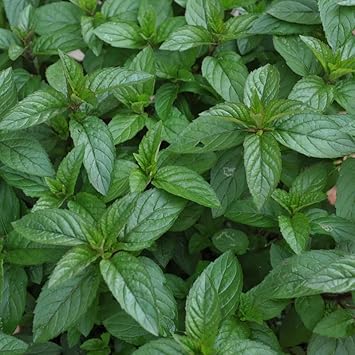 Herb Seeds,Garden seeds, Seeds For Planting,Plant Seeds