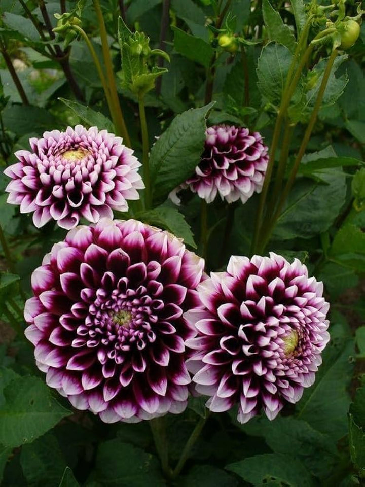 Maroon White Dahlia Flower Seeds for Planting – Heirloom Non-GMO High Germination Organic Garden Seeds
