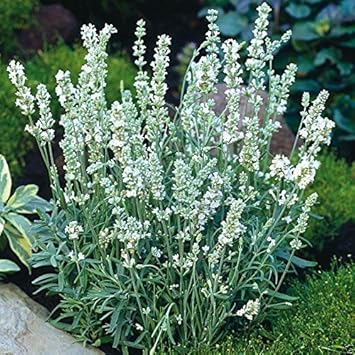 Flower Seeds, Seeds,Seeds For Planting,Plant Seeds