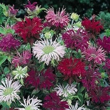Flower Seeds, Seeds,Seeds For Planting,Plant Seeds