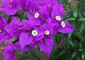 Light Violet Bougainvillea Flower Seeds for Planting – Heirloom, Non-GMO, High Germination Seeds