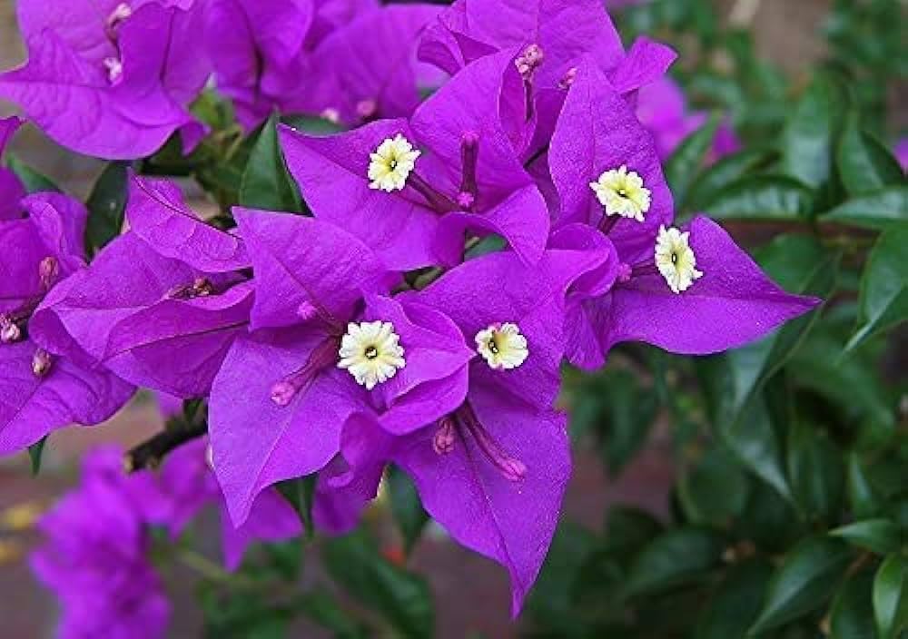 Violet Bougainvillea Flower Seeds for Planting – Premium Quality, Heirloom, Non-GMO, High Germination Organic Garden Seeds
