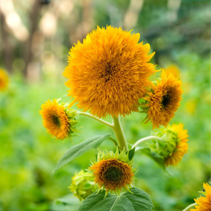 Flower Seeds, Seeds,Seeds For Planting,Plant Seeds