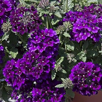 Flower Seeds, Seeds,Seeds For Planting,Plant Seeds