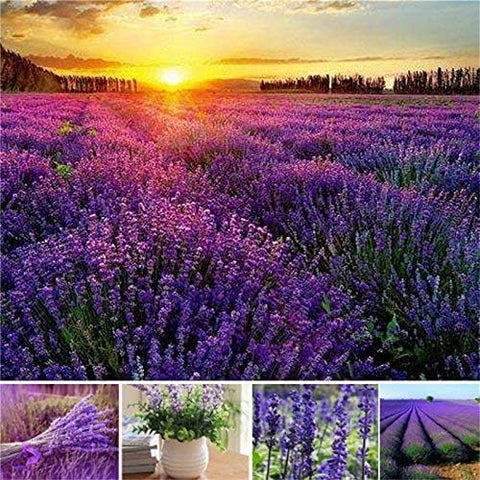 Flower Seeds, Seeds,Seeds For Planting,Plant Seeds