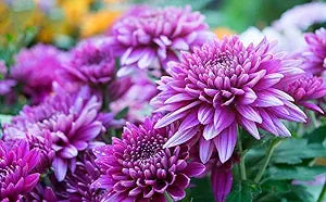 Yellow Pink Chrysanthemum Flower Seeds for Planting – Heirloom, Non-GMO, High Germination Organic Garden Seeds