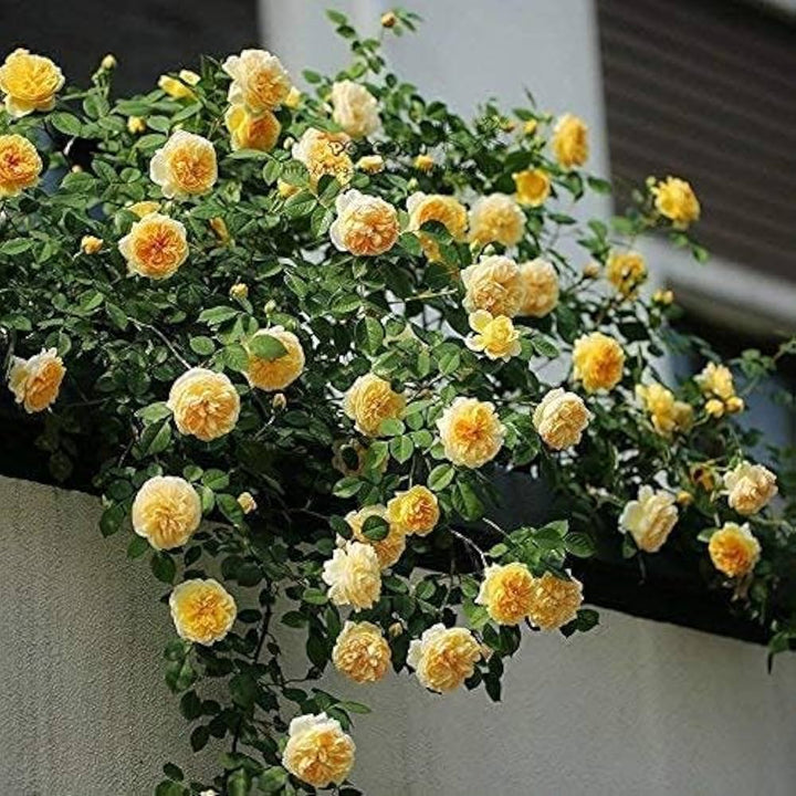 Yellow Climbing Rose Flower Seeds for Planting – Heirloom, Non-GMO, Perfect for Borders Organic Garden Seeds
