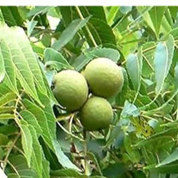 Juglans Hindsii fruit seeds for planting - Heirloom & Non-GMO garden seeds, hardy walnut tree variety