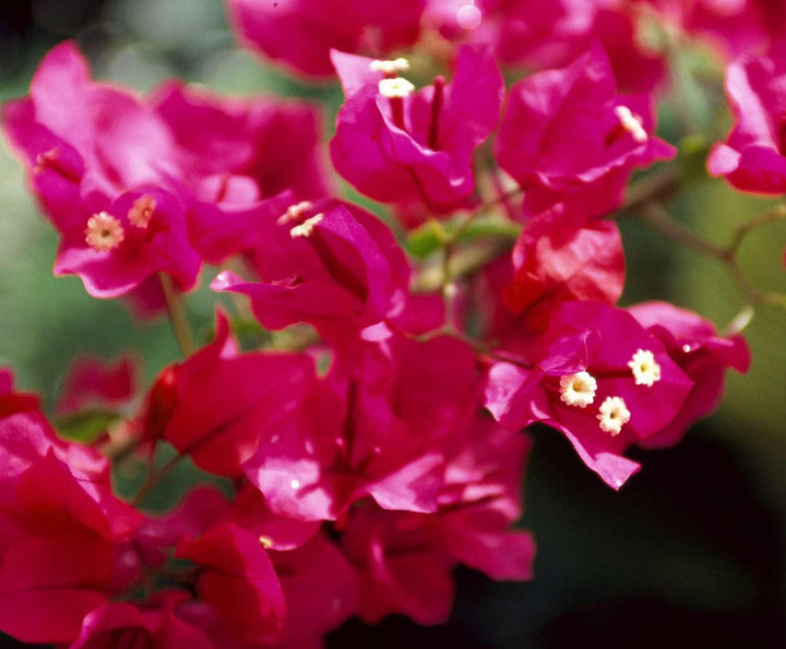 Flower Seeds, Seeds,Seeds For Planting,Plant Seeds