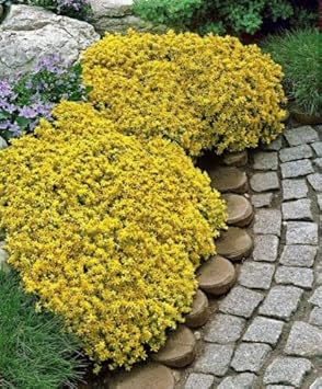 Yellow Rock Cress Flower Seeds for Planting – Long Bloom Season Heirloom, Non-GMO, High Germination Garden Seeds