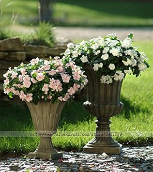 Flower Seeds, Seeds,Seeds For Planting,Plant Seeds