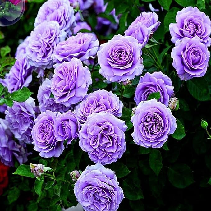 Purple White Climbing Rose Flower Seeds for Planting – Heirloom, Non-GMO, Fragrant Blossoms, High Germination