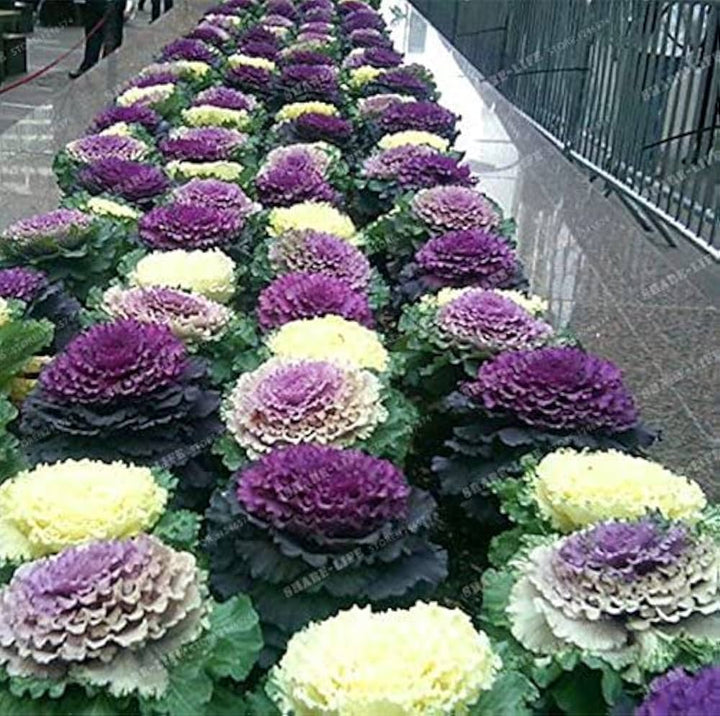 Kales Brassica Flower Seeds for Planting | Heirloom Non-GMO Seeds for Home Garden, High Germination